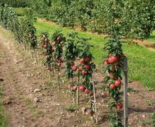 За рахунок агротехніки можна обмежити вміст пестицидів у яблуках